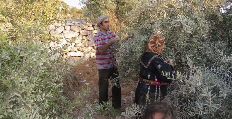 Photograph illustrating The Olive Harvest