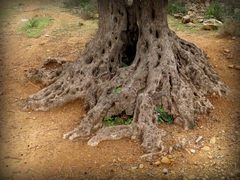 Photograph illustrating Sumud