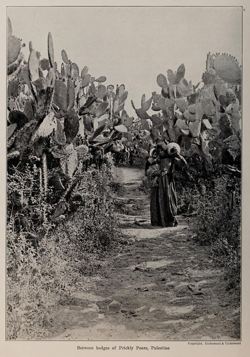 Photograph illustrating The Sabr