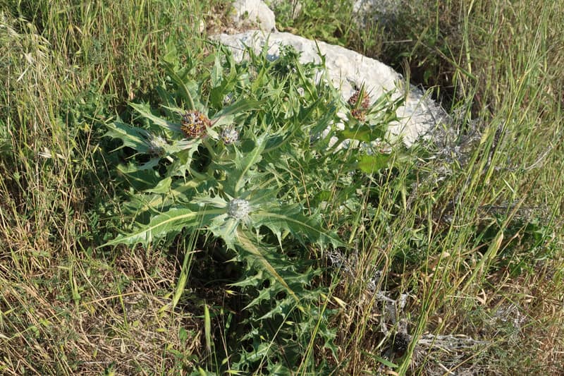 Photograph illustrating Za'atar and Akkoub