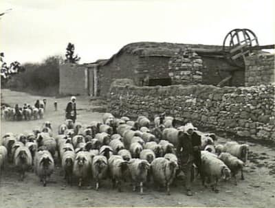 Archival photograph of Qastina