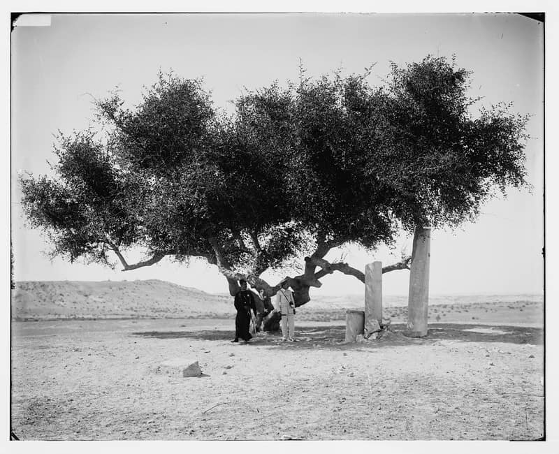 Archival photograph of Rafah